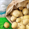 FLN Stowe Potato Sales