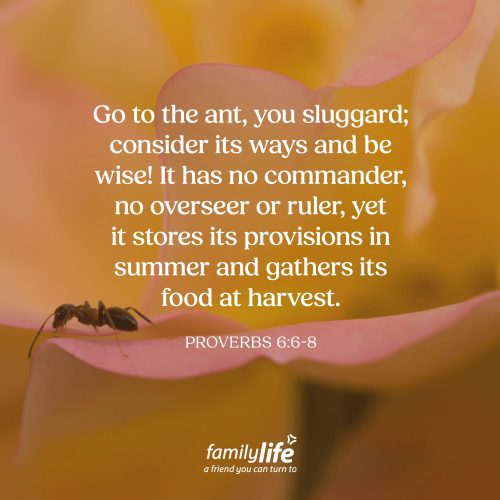 Thursday, July 16, 2026
Proverbs 6:6-8
Go to the ant, you sluggard; consider its ways and be wise! It has no commander, no overseer or ruler, yet it stores its provisions in summer and gathers its food at harvest. Now's a great time to watch the ants. They move with purpose, carrying bits of food many times their size. Yet no one is standing over them giving instructions, but they instinctively know that summer is the time to gather and prepare for what lies ahead. What is God telling you to do in this season?