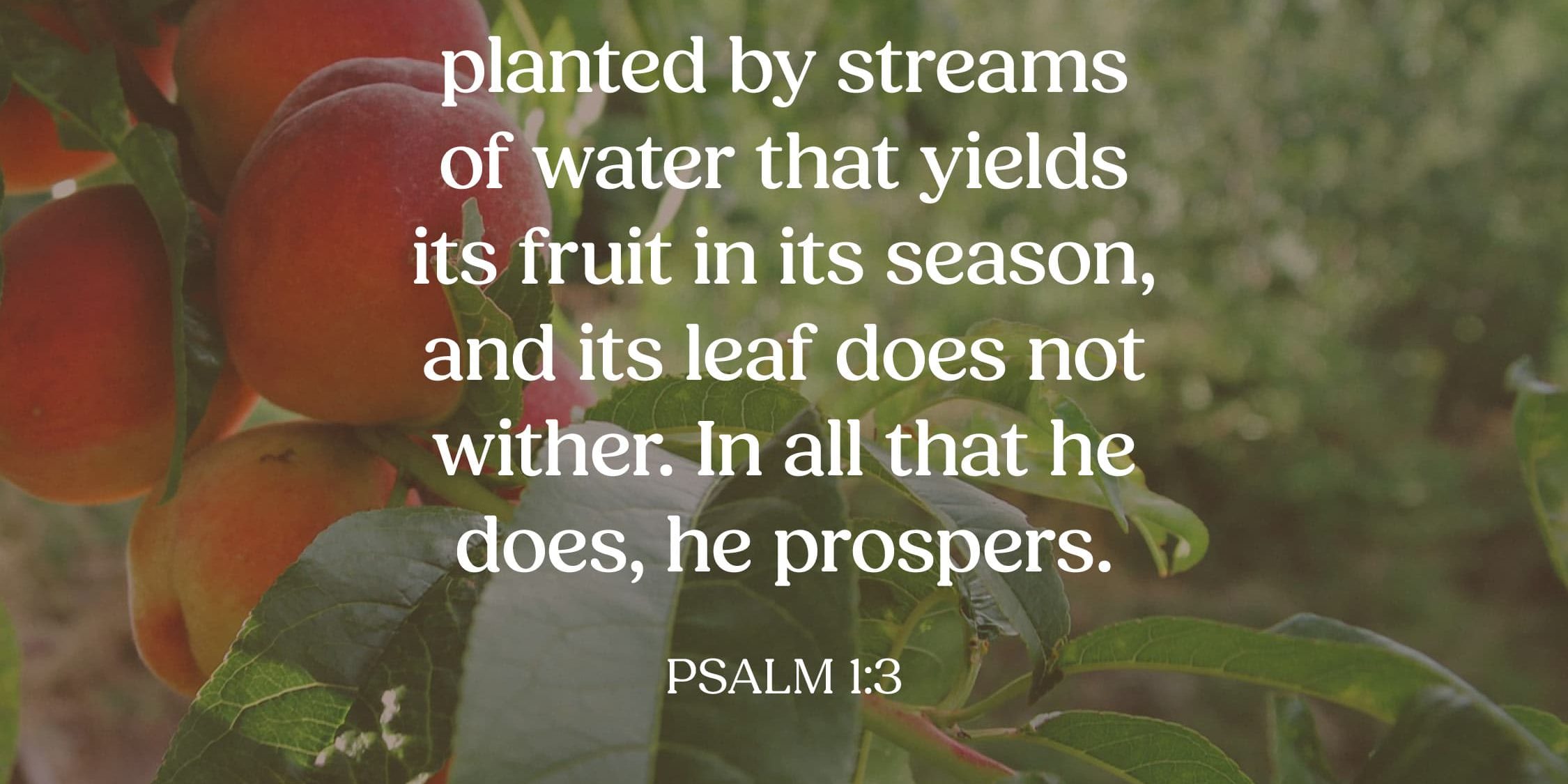 psalm 1 3