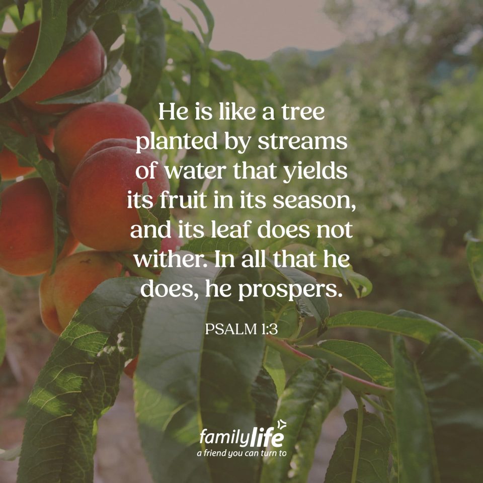 psalm 1 3