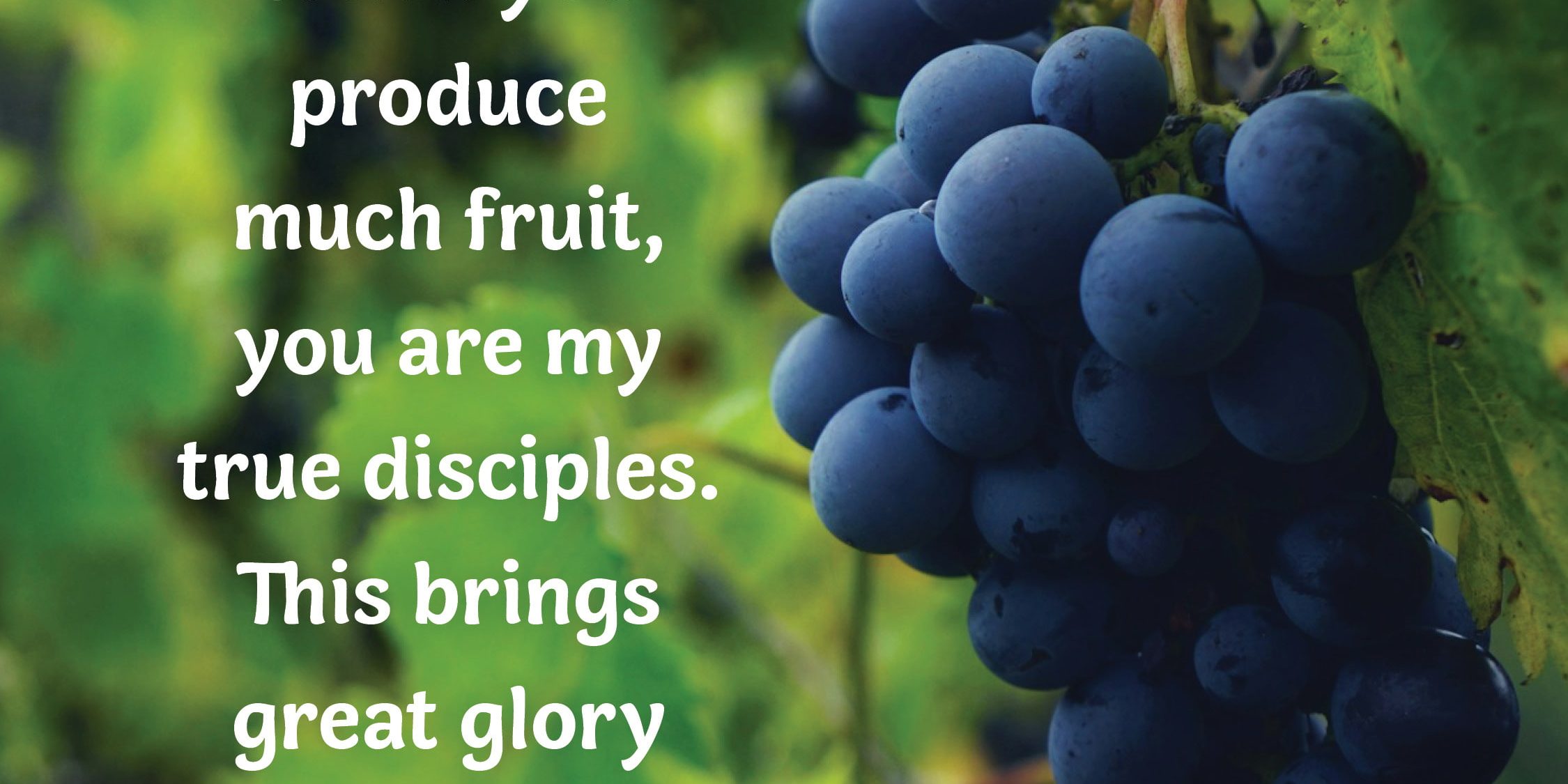 An excerpt of the daily verse with a cluster of grapes in the background
