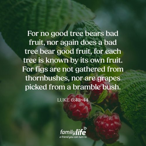Friday, July 31, 2026
Luke 6:43-44
For no good tree bears bad fruit, nor again does a bad tree bear good fruit, for each tree is known by its own fruit. For figs are not gathered from thornbushes, nor are grapes picked from a bramble bush. If you picked an apple from a tree and it tasted bitter, you probably wouldn't go back for another. But if it was sweet and delicious, you'd keep coming back again and again. In the same way, when we surrender our lives to Christ, the Holy Spirit produces good fruit in us. And that fruit helps those around you taste and see just how good God really is.